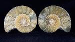 Cleoniceras (Grycia) besairiei COLLIGNON 1949 - Bild © FossNet FossilienStore